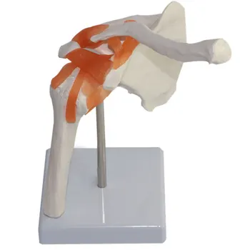 1:1 LifeSize Cilvēka Anatomija Skeleta Anatomiskās uzbūves Modeli Galvaskausa Odontologia Pleca Kaulu, Muskuļu, Locītavu Anatomijas Modelis ar Saišu