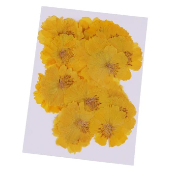 20x Nospiests Coreopsis Nekustamā Žāvētu Ziedu DIY Kulons Rotaslietas, Amatniecības Dzeltena