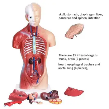 28cm Cilvēka Ķermeņa Modeli Rumpja Cilvēka Iekšējo Orgānu Anatomijas Modelis Medicīnas Mācību līdzekļu Skelets Bērnu Izglītojošās Rotaļlietas