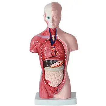 28cm Cilvēka Ķermeņa Modeli Rumpja Cilvēka Iekšējo Orgānu Anatomijas Modelis Medicīnas Mācību līdzekļu Skelets Bērnu Izglītojošās Rotaļlietas