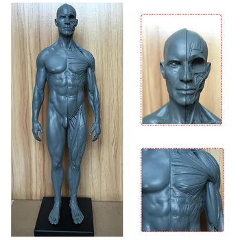 30cm Augstums Cilvēka Anatomijas Anatomija Galvaskausa Asins Tēlniecības nodaļas Vadītājs Ķermeņa Modeļa, Muskuļu, Kaulu Modelis Vīriešu un Sieviešu