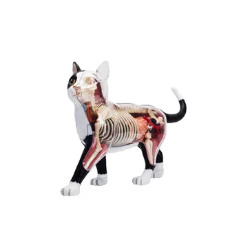 4d Kaķis Dzīvnieku Anatomija Modelis Skelets Medicīnas Mācību Atbalsta Laboratorija Izglītības kabinetu Aprīkojums master puzzle Montāža Rotaļlietas