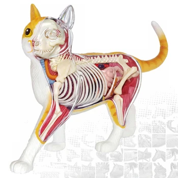 4D Redzējumu Sadauzīja Kaķis Smieklīgi ANATOMIJA MODEĻA Medicīnisko Galvaskausa Skelets Anatomijas Modelis Zinātnes Izglītības Rotaļlietas Bērniem