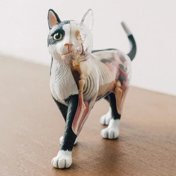 4D Redzējumu Sadauzīja Kaķis Smieklīgi ANATOMIJA MODEĻA Medicīnisko Galvaskausa Skelets Anatomijas Modelis Zinātnes Izglītības Rotaļlietas Bērniem