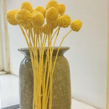 5GAB,Dabas Svaigu Mūžīgo Craspedia ziedu Pušķi,Dekoratīvās displejs Ziedu Kāzu Puse Home Decoration accessories