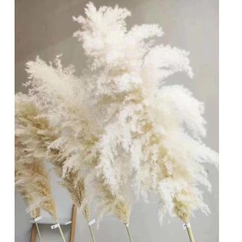 5gab Kāzu īpašos pampu zāle dekori liela izmēra Pūkains spalvu kāzu ziedi, augi, dabas balts sausie ziedi 55cm