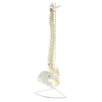 73cm Dzīves Izmēra Elastīgu Chiropractic Cilvēka Mugurkaula Anatomisko Anatomija Modelis Ar Statīvu Skolas Medicīnas Zinātņu Izglītības Modelis