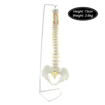 73cm Dzīves Izmēra Elastīgu Chiropractic Cilvēka Mugurkaula Anatomisko Anatomija Modelis Ar Statīvu Skolas Medicīnas Zinātņu Izglītības Modelis