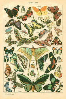Butterfly, Butterfly Dažādas Mākslas Auduma Plakāts, 13x20