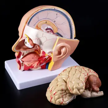 Cilvēka Anatomija Galva Galvaskausa Smadzeņu, Cerebrālo Artēriju Anatomijas Mācību Modelis
