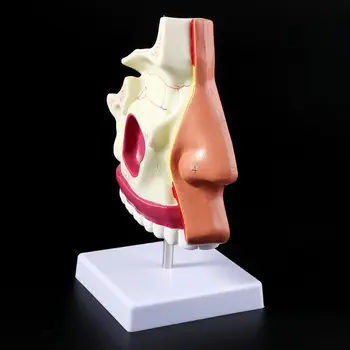 Cilvēka Deguna Dobumā Anatomija Modelis Deguna Dobumā Struktūru Zinātņu Klases Mācību Displejs Mācību