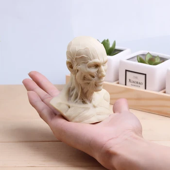 Cilvēka Galvas Muskuļu Cirsts Ferīta Galvaskausa Modelis Vēl Dzīvi Glezniecības Paraugs