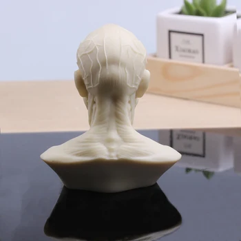 Cilvēka Galvas Muskuļu Cirsts Ferīta Galvaskausa Modelis Vēl Dzīvi Glezniecības Paraugs