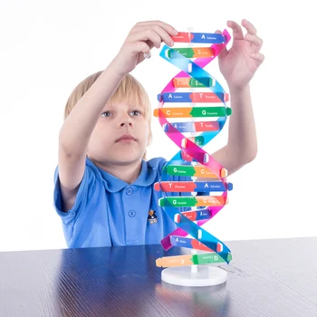 Cilvēka Gēni, DNS Modeļus, Dubultā Spirāle Zinātnes Rotaļlietas Popularizēšanu Mācīšana, Mācīšanās, Izglītības Rotaļlietas Bērniem