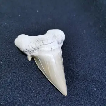 Dabas Antikvariāts, haizivju zobi fosilā minerālu paraugu Amuletu, Kulons, Kaklarota
