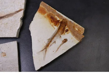 Dabas Paleontology Vilks Zivīm Izrakteņu Paraugu Kukaiņu Fosilā Mācību Popular Science