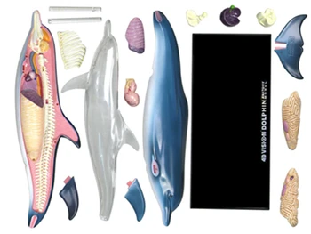 Delfīnu 4d master puzzle Montāža rotaļlietas Dzīvnieku Bioloģija orgānu anatomijas modelis medicīnas mācību modelis