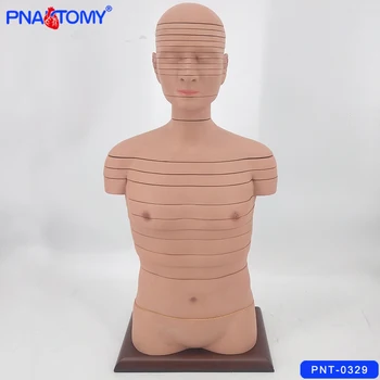 Disku Cilvēka Ķermeņa Anatomijas Modelis 24 Slāņi Ķermeņa Anatomiju Ar Nerviem Un Muskuļiem, Medicīnas Skolā Izmanto Līdzeklis Mācību Iekārtas
