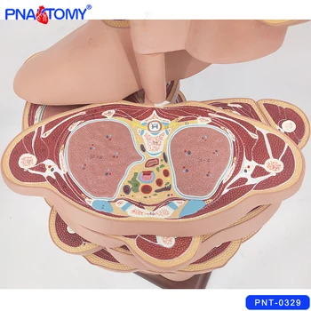 Disku Cilvēka Ķermeņa Anatomijas Modelis 24 Slāņi Ķermeņa Anatomiju Ar Nerviem Un Muskuļiem, Medicīnas Skolā Izmanto Līdzeklis Mācību Iekārtas
