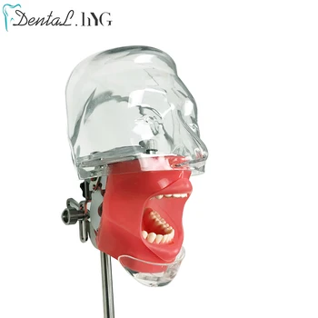 Galvas Modelis Zobu Simulators Manekena Phantom Ar Jaunu Stilu Stendā Mount Zobu Modeļi Zobārsts Mācību 360 grādu korekcija