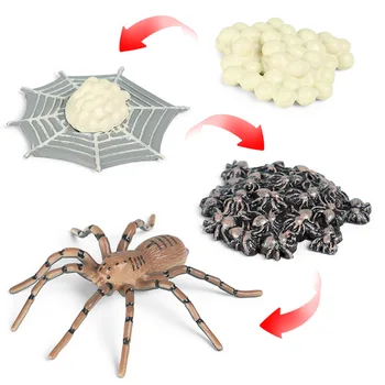 Karstā Pārdošanas Kukaiņu, Dzīvnieku Modeļa Simulācijas Spider Augšanas Cikla Darbības Figūras Miniatūras Izziņas Izglītības Rotaļlieta bērniem, Dāvanu