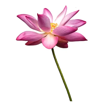 Lotus ēteriskās eļļas AKARZ Top Zīmolu sejas, ķermeņa ādas kopšanas spa ziņu smaržas Aromterapijas lampas Lotosa eļļa
