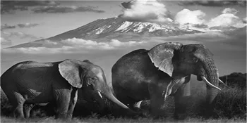 Melnās Āfrikas Ziloņi Savvaļas Dzīvnieku Skandināvijas Kanvas Glezna Plakāti un Izdrukas Cuadros Sienas Art Attēlus Dzīvojamā Istaba