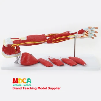MJRS004 Medicīnas Mācību, Rokas Muskuļu Kustību Anatomija Modeļa Augšējo Ekstremitāšu Muskuļu, Asinsvadu un Nervu sistēmas Modelis