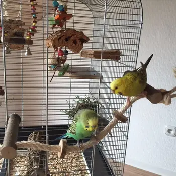 Pet Putnu Papagailis Cockatiel Stand Rāmis Parakeet Būris Trepēm Kāpjot Guļamtīkls Putnu Rotaļlietas