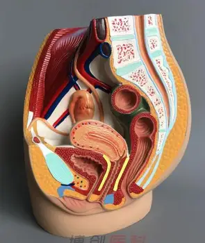 Sievietes iegurņa modeli, sieviete uroģenitālās paraugi vēdera sagittal iegriež cilvēka anatomija