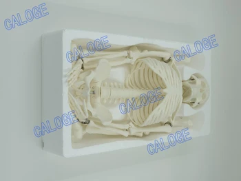 Īpašos piedāvājumus ir uz pārdošanu&45cm mazo kaulu modeli, cilvēka skeleta modelis,mākslas skice, dāvanu, lelle.cilvēka modeli