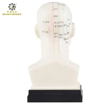 Ķīniešu Galvas Akupunktūras Modelis Galvas Akupunktūras Punktu Modeli, Viņš Cilvēka Galvas Akupunktūras Punktus Modelis Vadītājs Meridian Modelis